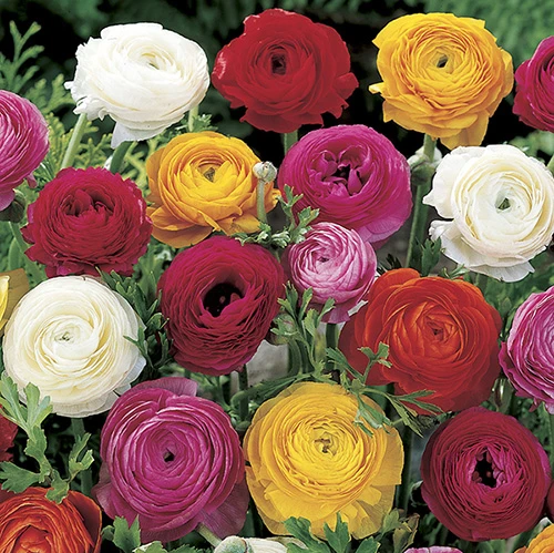 Ranunculus Mix 1 Ranunculus Mix