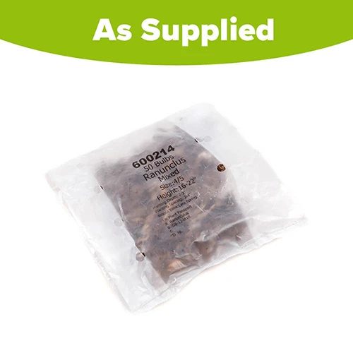 Ranunculus Mix 3 Ranunculus Mix - Image 3