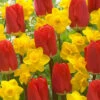 'Early Red' Tulip and Narcissus Daffodil 'T?te-?-T?te' Mix