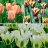 Tulip Dual Colour Collection