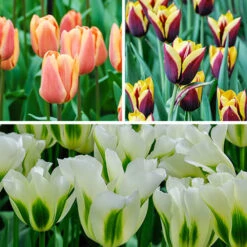 Tulip Dual Colour Collection