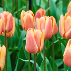 Tulip Dual Colour Collection -You Garden 600400 2