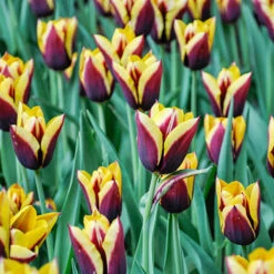 Tulip Dual Colour Collection -You Garden 600400 3