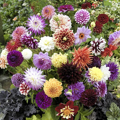 Mixed Dahlias - Hybridisers Mix 1 Mixed Dahlias - Hybridisers Mix