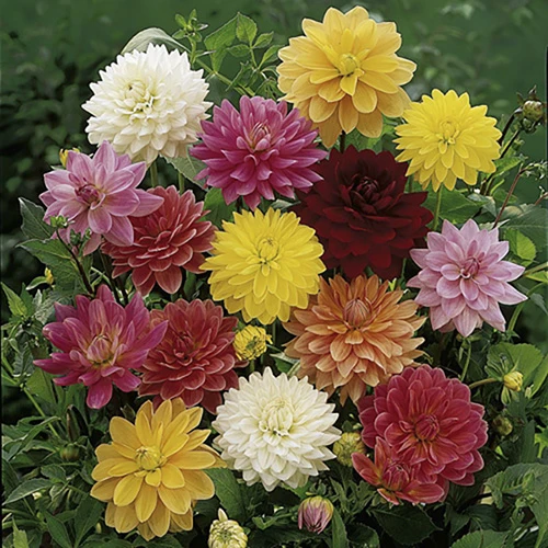 Mixed Dahlias - Hybridisers Mix 2 Mixed Dahlias - Hybridisers Mix - Image 2