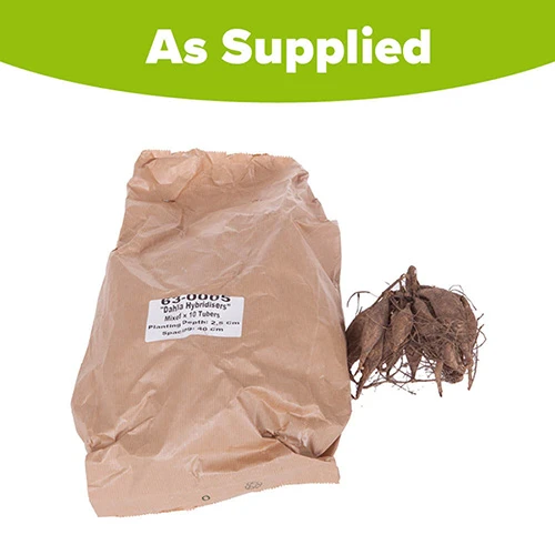 Mixed Dahlias - Hybridisers Mix 3 Mixed Dahlias - Hybridisers Mix - Image 3