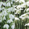 Single & Double Snowdrops 'In The Green' Twinpack