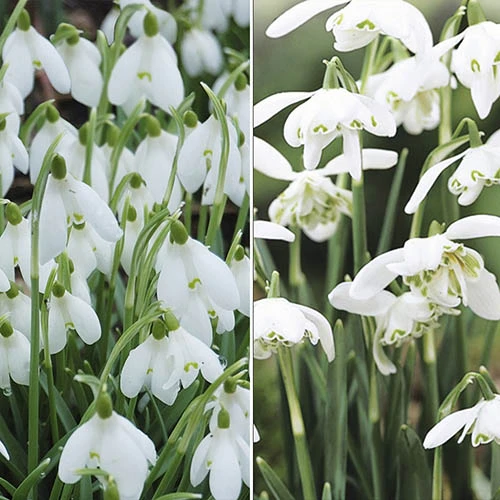 Single & Double Snowdrops 'In The Green' Twinpack 1 Single & Double Snowdrops 'In The Green' Twinpack