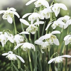 Single & Double Snowdrops 'In The Green' Twinpack 11 Single & Double Snowdrops 'In The Green' Twinpack -You Garden 630014 2