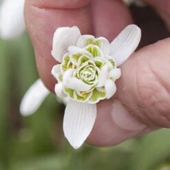 Single & Double Snowdrops 'In The Green' Twinpack 12 Single & Double Snowdrops 'In The Green' Twinpack -You Garden 630014 3