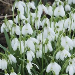Single & Double Snowdrops 'In The Green' Twinpack 13 Single & Double Snowdrops 'In The Green' Twinpack -You Garden 630014 4