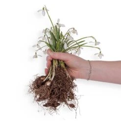 Single & Double Snowdrops 'In The Green' Twinpack 14 Single & Double Snowdrops 'In The Green' Twinpack -You Garden 630014 5