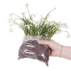 Single & Double Snowdrops 'In The Green' Twinpack 15 Single & Double Snowdrops 'In The Green' Twinpack -You Garden 630014 6