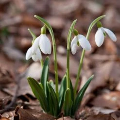 Single & Double Snowdrops 'In The Green' Twinpack 17 Single & Double Snowdrops 'In The Green' Twinpack -You Garden 630014 8