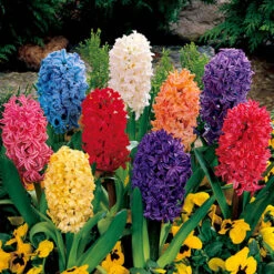 Mixed Hyacinths