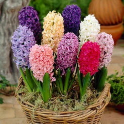 Mixed Hyacinths -You Garden 630034 2