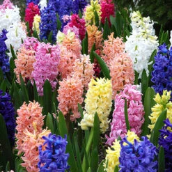 Mixed Hyacinths -You Garden 630034 3