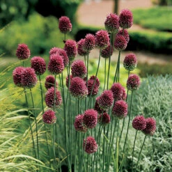 Complete Spring Flowering Bulb Collection -You Garden 630050 2