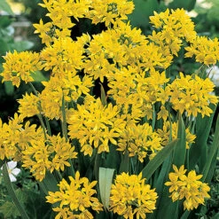 Complete Spring Flowering Bulb Collection -You Garden 630050 3