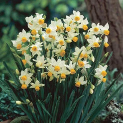Complete Spring Flowering Bulb Collection -You Garden 630050 4