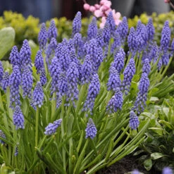 Complete Spring Flowering Bulb Collection -You Garden 630050 5