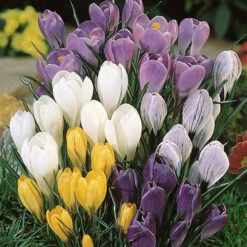 Complete Spring Flowering Bulb Collection -You Garden 630050 7