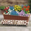 Blooming Fast Drop In Bulb Planter Balcony Beauty Pack