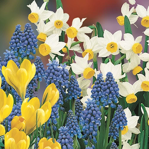 Blooming Fast Drop In Bulb Planter Balcony Beauty Pack 2 Blooming Fast Drop In Bulb Planter Balcony Beauty Pack - Image 2