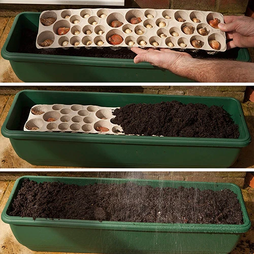 Blooming Fast Drop In Bulb Planter Balcony Beauty Pack 6 Blooming Fast Drop In Bulb Planter Balcony Beauty Pack - Image 6