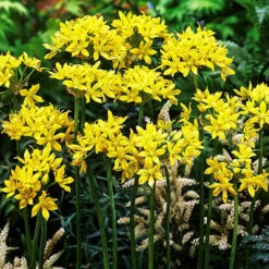 Complete Allium Collection -You Garden 630126 2