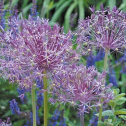 Complete Allium Collection -You Garden 630126 3