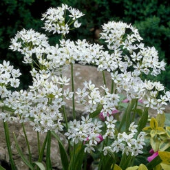 Complete Allium Collection -You Garden 630126 4