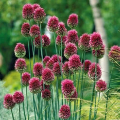 Complete Allium Collection -You Garden 630126 5