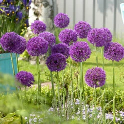 Complete Allium Collection -You Garden 630126 7