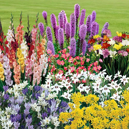 The Complete Summer Flowering Bulb Collection 1 The Complete Summer Flowering Bulb Collection