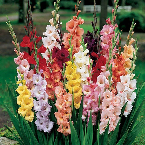 The Complete Summer Flowering Bulb Collection 2 The Complete Summer Flowering Bulb Collection - Image 2