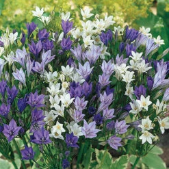The Complete Summer Flowering Bulb Collection 10 The Complete Summer Flowering Bulb Collection -You Garden 630130 3