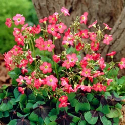 The Complete Summer Flowering Bulb Collection 13 The Complete Summer Flowering Bulb Collection -You Garden 630130 6