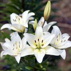 Plant-O-Mat Lilium And Liatris Kit -You Garden 630176 2