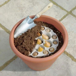 Blooming Fast Drop In Bulb Planter Tulip And Muscari Kit -You Garden 630187 2