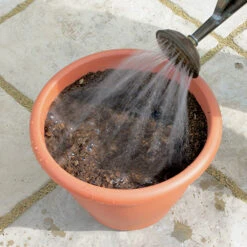 Blooming Fast Drop In Bulb Planter Tulip And Muscari Kit -You Garden 630187 3