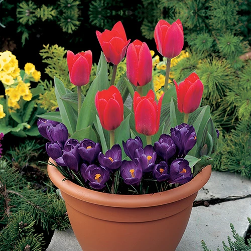 Blooming Fast Drop In Bulb Planter Tulip And Crocus Kit 1 Blooming Fast Drop In Bulb Planter Tulip And Crocus Kit