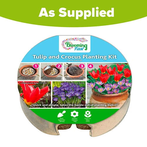 Blooming Fast Drop In Bulb Planter Tulip And Crocus Kit 5 Blooming Fast Drop In Bulb Planter Tulip And Crocus Kit - Image 5