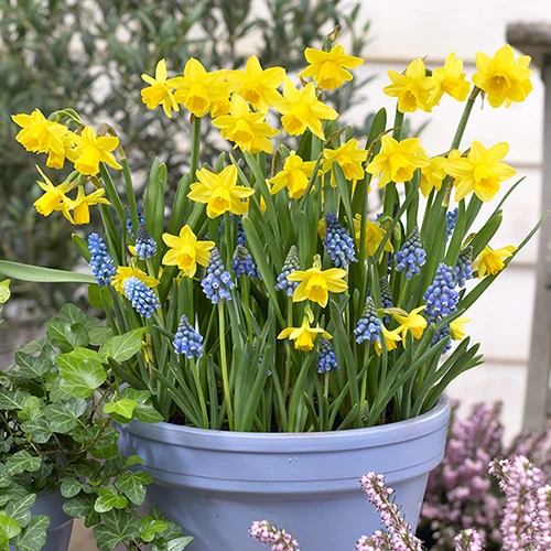 Blooming Fast Drop In Bulb Planter Narcissus And Muscari Kit 1 Blooming Fast Drop In Bulb Planter Narcissus And Muscari Kit
