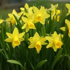 Blooming Fast Drop In Bulb Planter Narcissus And Muscari Kit 7 Blooming Fast Drop In Bulb Planter Narcissus And Muscari Kit -You Garden 630189 2