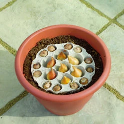 Blooming Fast Drop In Bulb Planter Narcissus And Muscari Kit 8 Blooming Fast Drop In Bulb Planter Narcissus And Muscari Kit -You Garden 630189 3