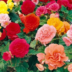 Belgian Giant Flowered Upright Begonias 7 Belgian Giant Flowered Upright Begonias -You Garden 630192 2