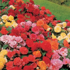 Belgian Giant Flowered Upright Begonias 8 Belgian Giant Flowered Upright Begonias -You Garden 630192 3