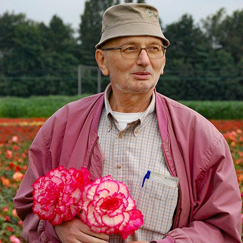 Belgian Giant Flowered Upright Begonias 5 Belgian Giant Flowered Upright Begonias - Image 5