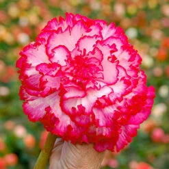 Belgian Giant Begonias - 10 Upright And 10 Trailers 11 Belgian Giant Begonias - 10 Upright And 10 Trailers -You Garden 630194 2